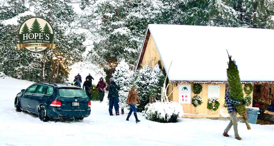 BEER GARDEN @ HOPE'S CHRISTMAS TREE FARM